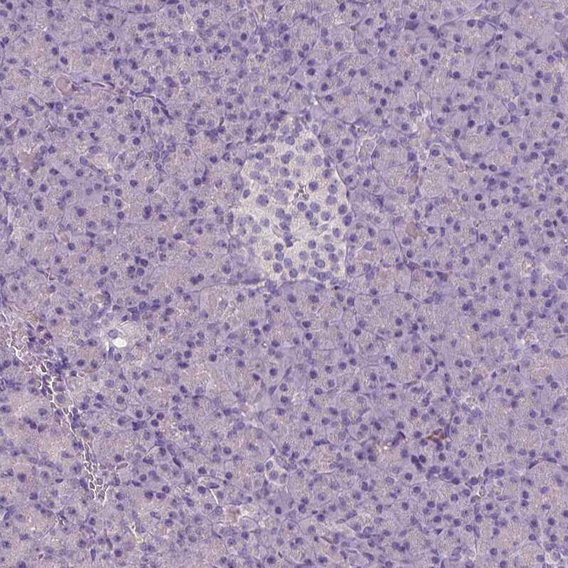Apolipoprotein A-IV/ApoA4 Antibody (CL0465) - Azide and BSA Free Immunohistochemistry-Paraffin: Apolipoprotein A-IV/ApoA4 Antibody [NBP3-43967]