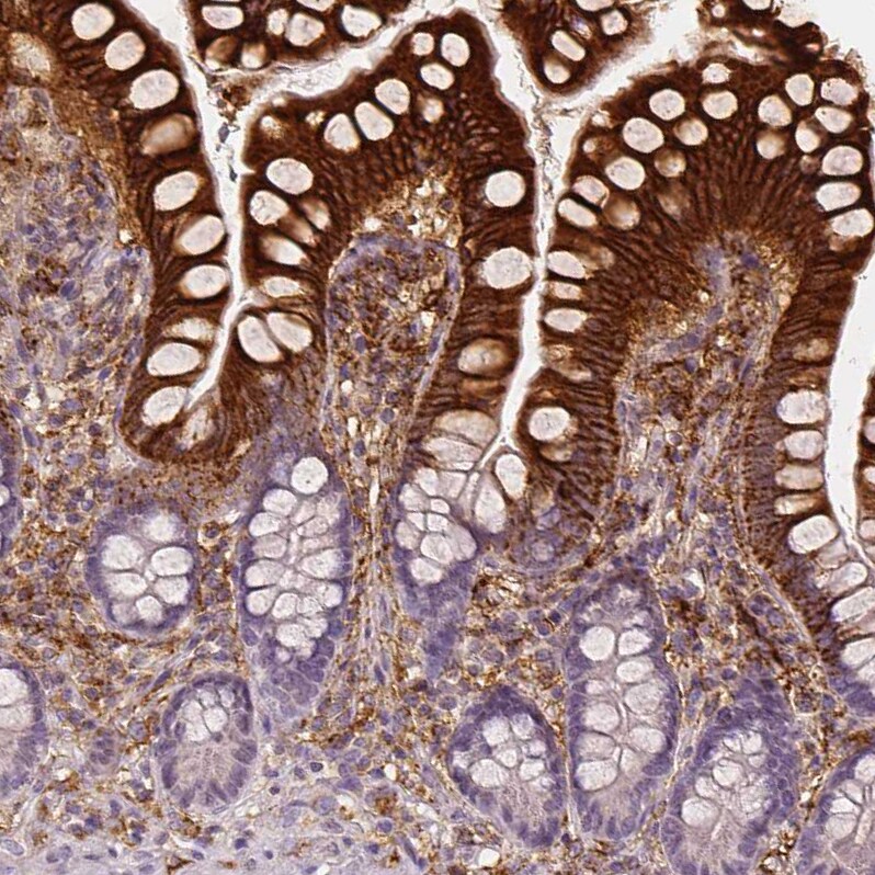 Apolipoprotein A-IV/ApoA4 Antibody (CL0467) - Azide and BSA Free Immunohistochemistry-Paraffin: Apolipoprotein A-IV/ApoA4 Antibody [NBP3-43968]
