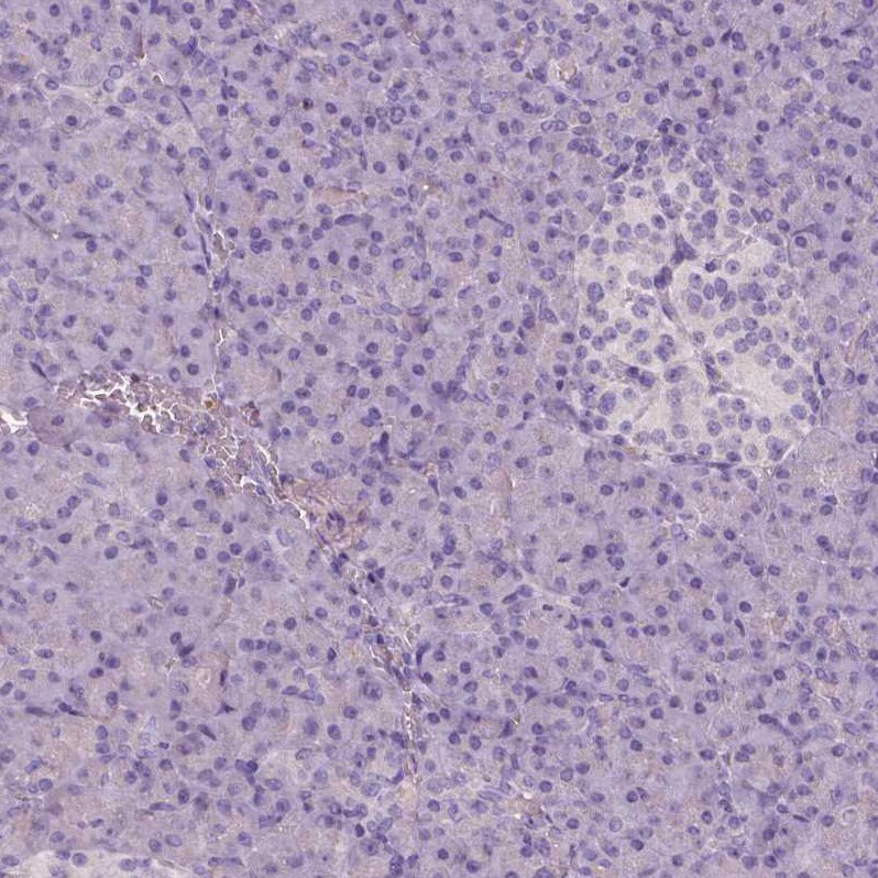 Apolipoprotein A-IV/ApoA4 Antibody (CL0467) - Azide and BSA Free Immunohistochemistry-Paraffin: Apolipoprotein A-IV/ApoA4 Antibody [NBP3-43968]