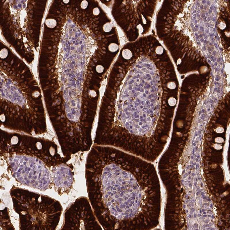 Apolipoprotein A-IV/ApoA4 Antibody (CL0468) - Azide and BSA Free Immunohistochemistry-Paraffin: Apolipoprotein A-IV/ApoA4 Antibody [NBP3-43969]