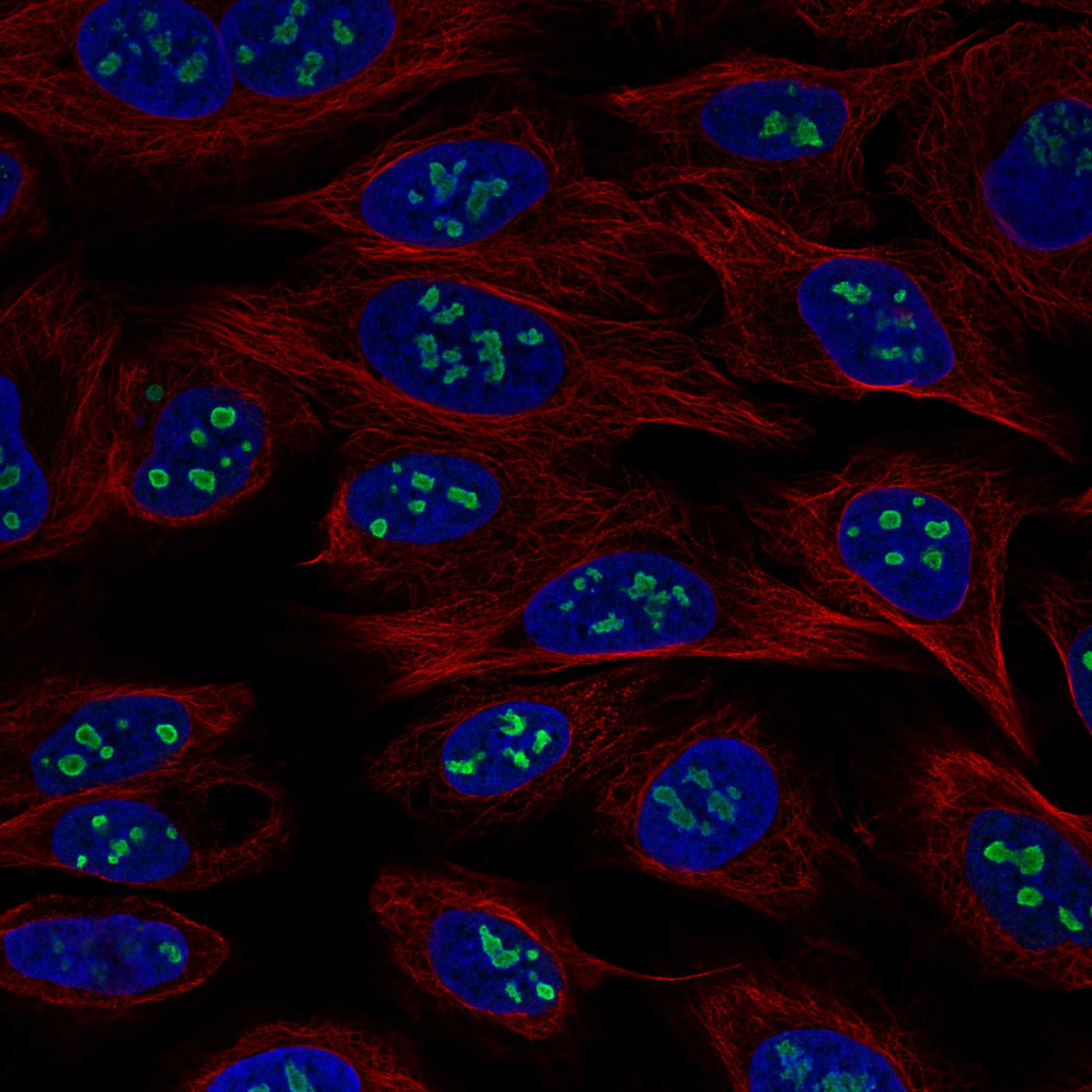USP46 Antibody (CL0363) - Azide and BSA Free Immunocytochemistry/ Immunofluorescence: USP46 Antibody [NBP3-43971]