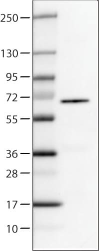P4HA2 Antibody (CL0351) - Azide and BSA Free Western Blot: P4HA2 Antibody [NBP3-43972]