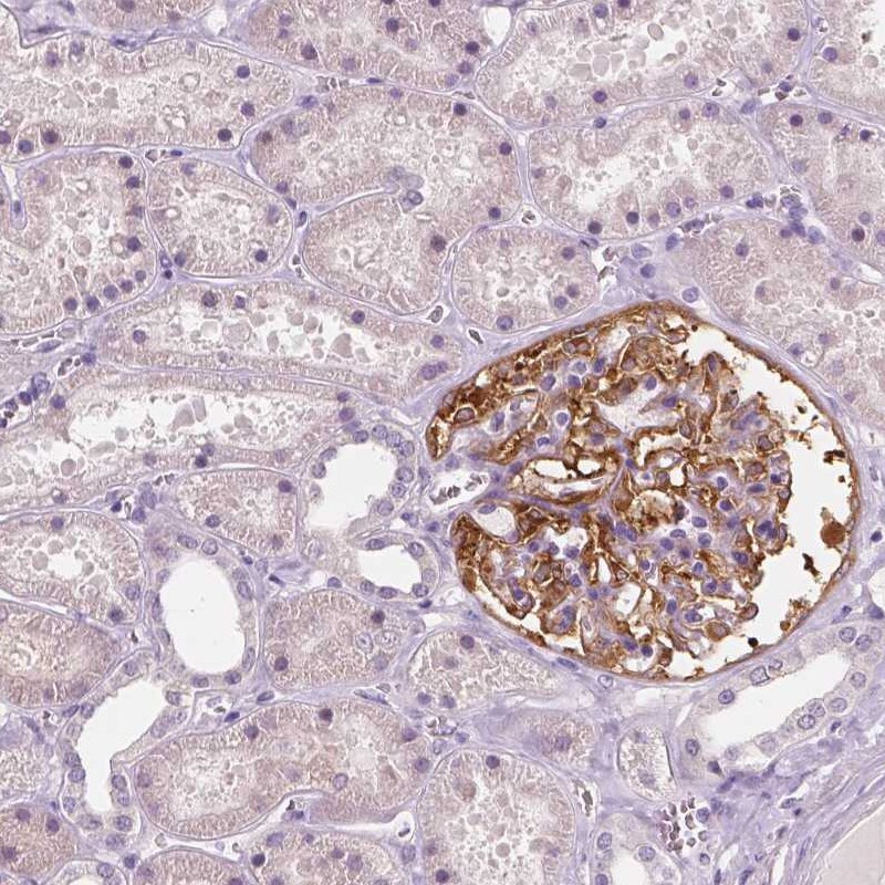 NECAB1 Antibody (CL0580) - Azide and BSA Free Immunohistochemistry-Paraffin: NECAB1 Antibody [NBP3-43974]