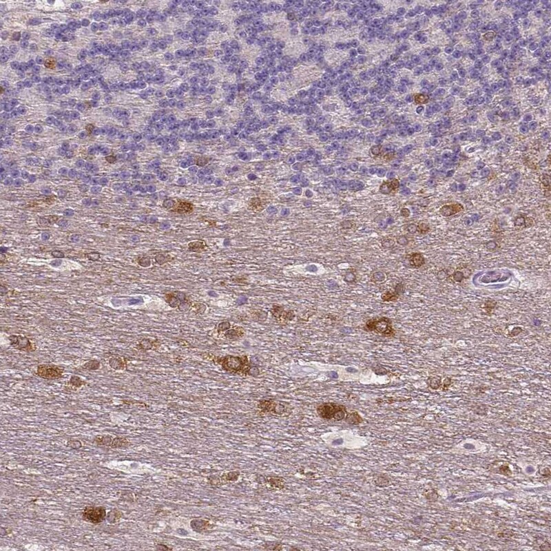 NECAB1 Antibody (CL0575) - Azide and BSA Free Immunohistochemistry-Paraffin: NECAB1 Antibody [NBP3-43975]