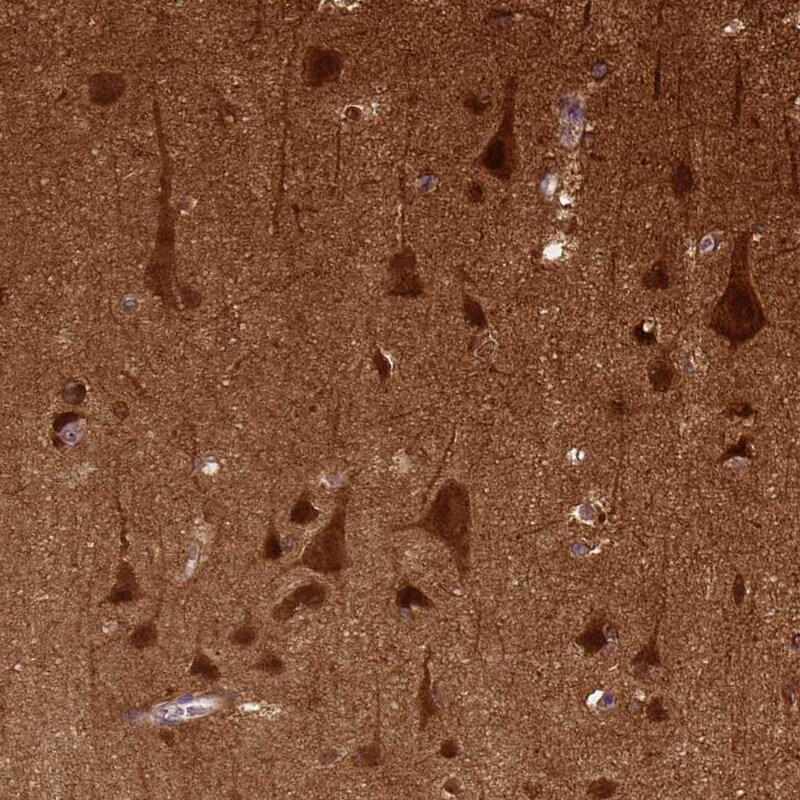 NECAB1 Antibody (CL0575) - Azide and BSA Free Immunohistochemistry-Paraffin: NECAB1 Antibody [NBP3-43975]