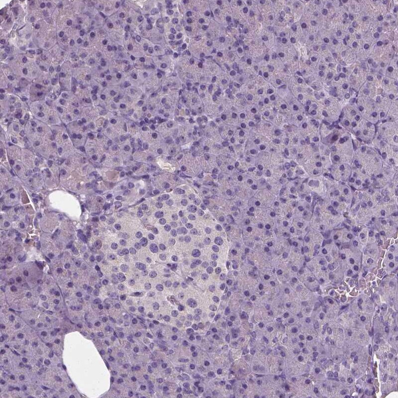 NECAB1 Antibody (CL0575) - Azide and BSA Free Immunohistochemistry-Paraffin: NECAB1 Antibody [NBP3-43975]