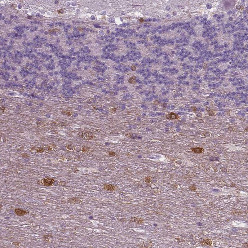 NECAB1 Antibody (CL0576) - Azide and BSA Free Immunohistochemistry-Paraffin: NECAB1 Antibody [NBP3-43976]