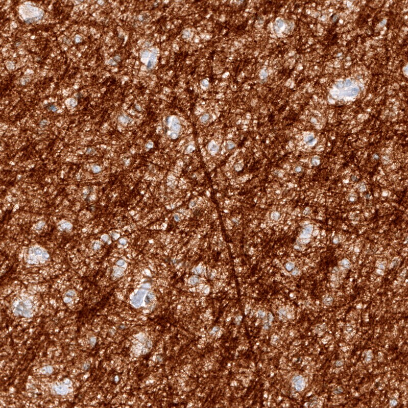 Myelin PLP Antibody (CL10622) - Azide and BSA Free Immunohistochemistry-Paraffin: Myelin PLP Antibody [NBP3-43977]