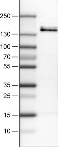 VEGFR1/Flt-1 Antibody (CL0345) - Azide and BSA Free Western Blot: VEGFR1/Flt-1 Antibody [NBP3-43978]