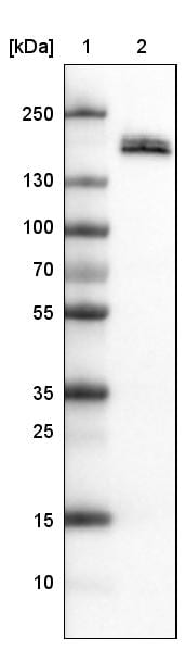 Podocalyxin Like Antibody (CL0284) - Azide and BSA Free Western Blot: Podocalyxin Like Antibody [NBP3-43980]