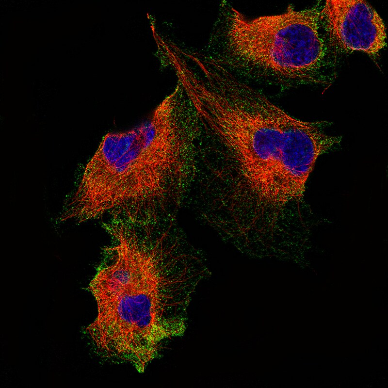 Podocalyxin Like Antibody (CL0284) - Azide and BSA Free Immunocytochemistry/ Immunofluorescence: Podocalyxin Like Antibody [NBP3-43980]