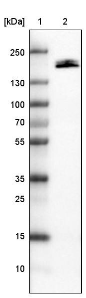 Podocalyxin Like Antibody (CL0308) - Azide and BSA Free Western Blot: Podocalyxin Like Antibody [NBP3-43981]