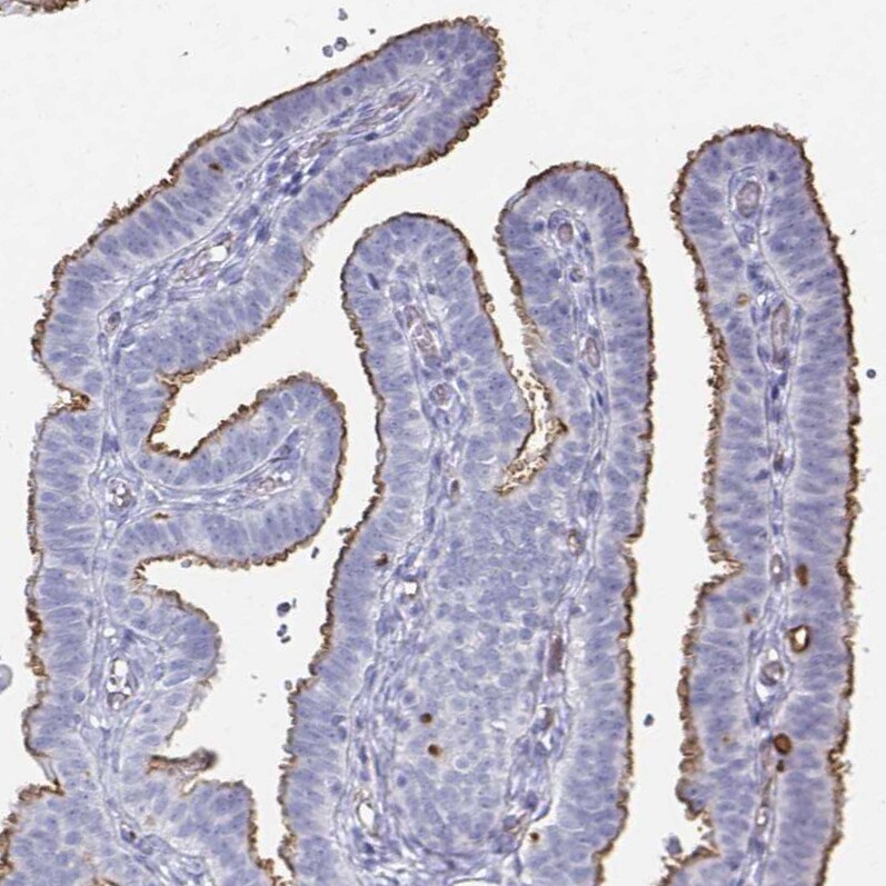 Podocalyxin Like Antibody (CL0308) - Azide and BSA Free Immunohistochemistry-Paraffin: Podocalyxin Like Antibody [NBP3-43981]