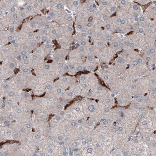 FCRN/FCGRT Antibody (CL3638) - Azide and BSA Free Immunohistochemistry-Paraffin: FCRN/FCGRT Antibody [NBP3-43985]
