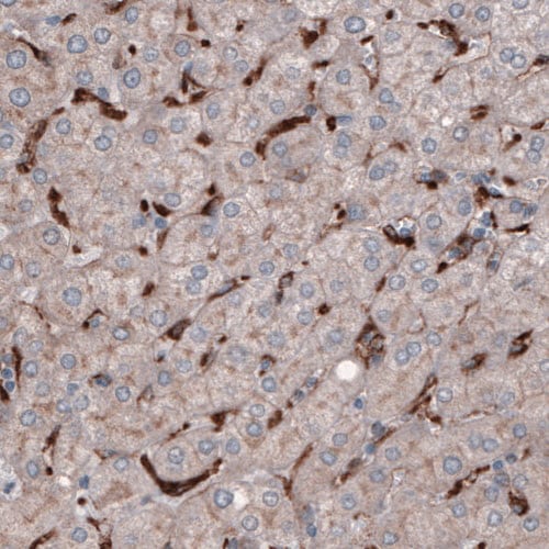 FCRN/FCGRT Antibody (CL3640) - Azide and BSA Free Immunohistochemistry-Paraffin: FCRN/FCGRT Antibody [NBP3-43986]
