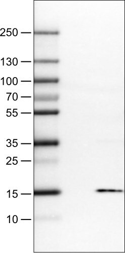 S100A4 Antibody (CL0239) - Azide and BSA Free Western Blot: S100A4 Antibody [NBP3-43988]