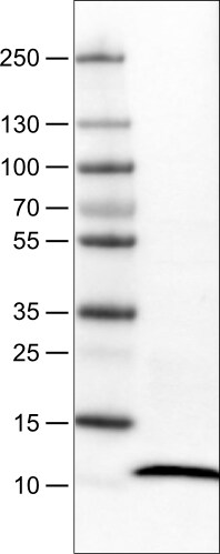 S100A4 Antibody (CL0240) - Azide and BSA Free Western Blot: S100A4 Antibody [NBP3-43989]