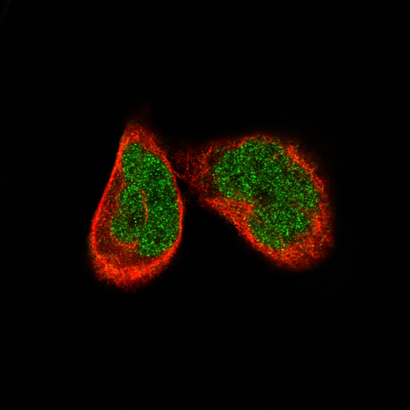 ATF3 Antibody (CL1685) - Azide and BSA Free Immunocytochemistry/ Immunofluorescence: ATF3 Antibody [NBP3-43991]