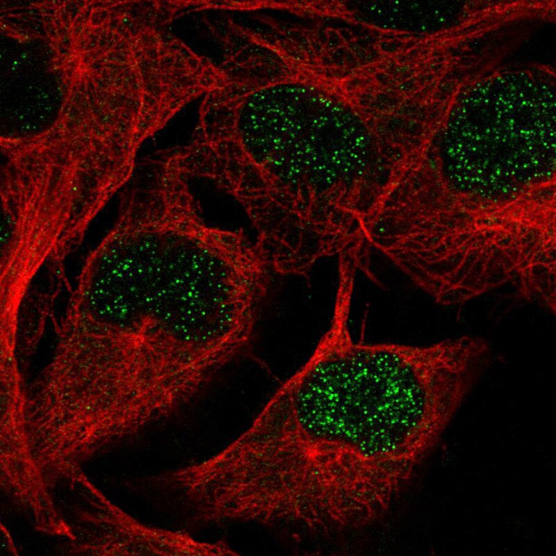 TAZ/WWTR1 Antibody (CL0371) - Azide and BSA Free Immunocytochemistry/ Immunofluorescence: TAZ/WWTR1 Antibody [NBP3-43993]