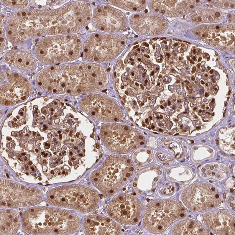 TAZ/WWTR1 Antibody (CL0371) - Azide and BSA Free Immunohistochemistry-Paraffin: TAZ/WWTR1 Antibody [NBP3-43993]
