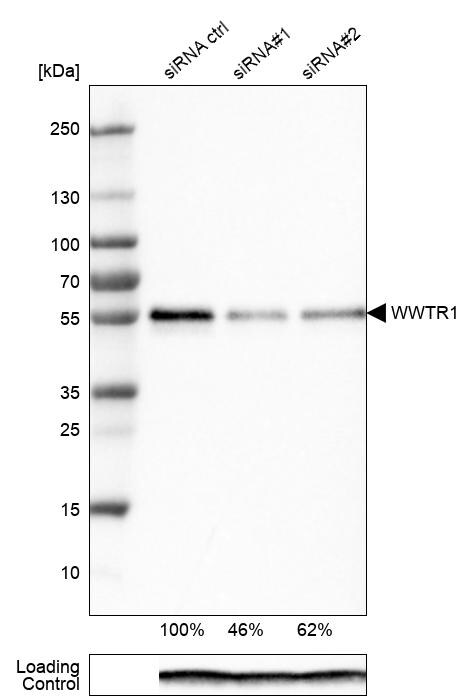 TAZ/WWTR1 Antibody (CL0371) - Azide and BSA Free Western Blot: TAZ/WWTR1 Antibody [NBP3-43993]