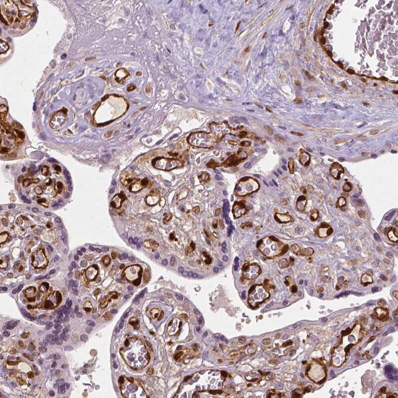 TAZ/WWTR1 Antibody (CL0371) - Azide and BSA Free Immunohistochemistry-Paraffin: TAZ/WWTR1 Antibody [NBP3-43993]
