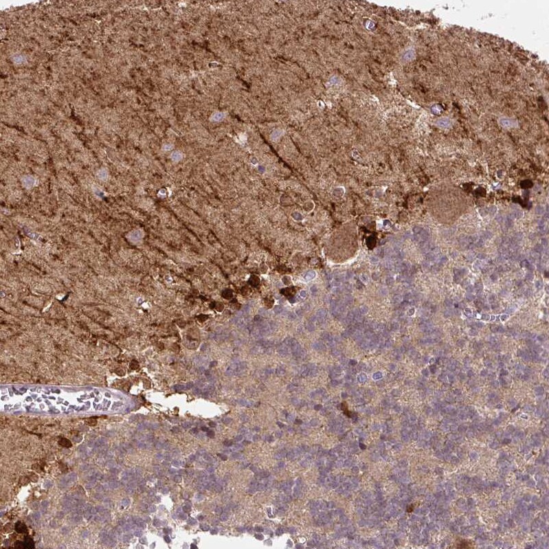 FABP7/B-FABP Antibody (CL0236) - Azide and BSA Free Immunohistochemistry-Paraffin: FABP7/B-FABP Antibody [NBP3-43995]