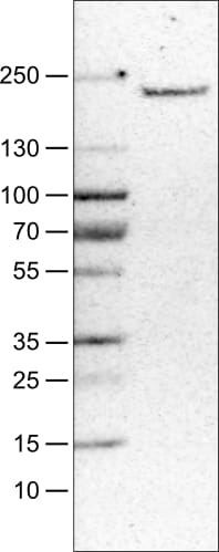 MMR/CD206/Mannose Receptor Antibody (CL0387) - Azide and BSA Free Western Blot: MMR/CD206/Mannose Receptor Antibody [NBP3-43996]