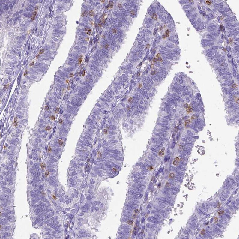 CD3 epsilon Antibody (CL1497) - Azide and BSA Free Immunohistochemistry-Paraffin: CD3 epsilon Antibody [NBP3-43998]