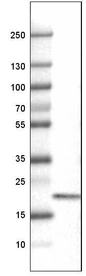 CD3 epsilon Antibody (CL1497) - Azide and BSA Free Western Blot: CD3 epsilon Antibody [NBP3-43998]