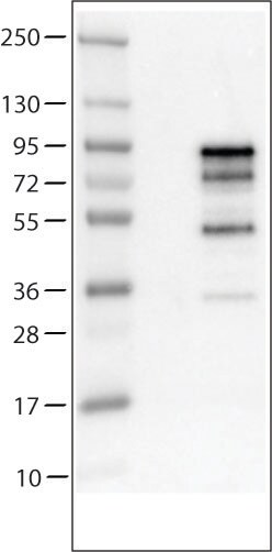 Chromogranin A Antibody (CL0166) - Azide and BSA Free Western Blot: Chromogranin A Antibody [NBP3-44001]