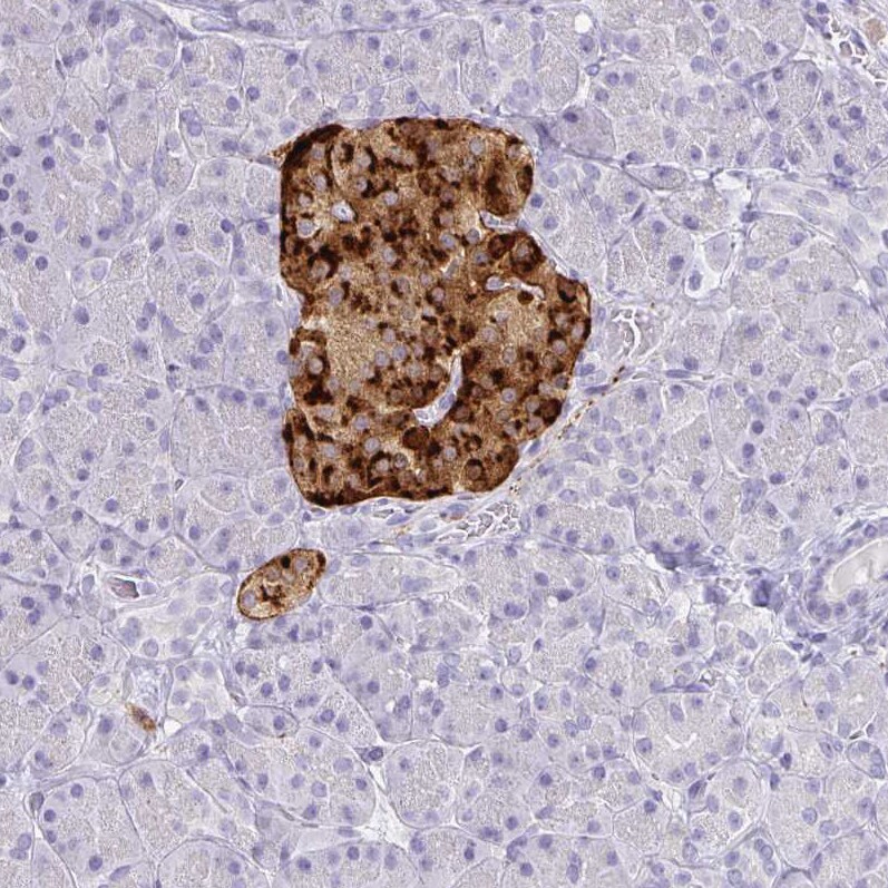 Chromogranin A Antibody (CL0166) - Azide and BSA Free Immunohistochemistry-Paraffin: Chromogranin A Antibody [NBP3-44001]