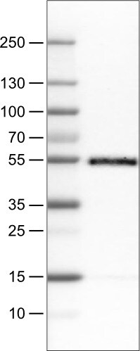 CD14 Antibody (CL1637) - Azide and BSA Free Western Blot: CD14 Antibody [NBP3-44005]