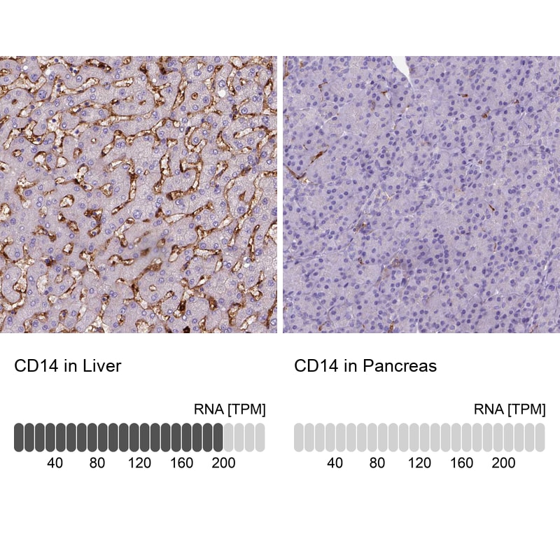 CD14 Antibody (CL1637) - Azide and BSA Free Immunohistochemistry-Paraffin: CD14 Antibody [NBP3-44005]