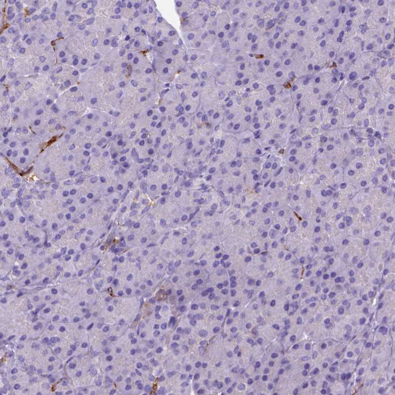 CD14 Antibody (CL1637) - Azide and BSA Free Immunohistochemistry-Paraffin: CD14 Antibody [NBP3-44005]
