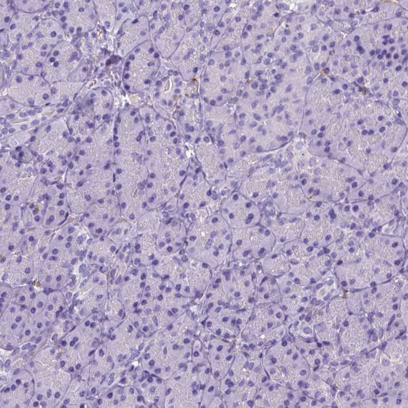 CD14 Antibody (CL1638) - Azide and BSA Free Immunohistochemistry-Paraffin: CD14 Antibody [NBP3-44006]
