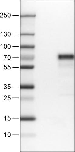 MEF2C Antibody (CL0369) - Azide and BSA Free Western Blot: MEF2C Antibody [NBP3-44010]