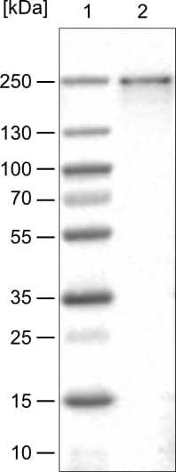 BRD4 Antibody (CL1118) - Azide and BSA Free Western Blot: BRD4 Antibody [NBP3-44014]