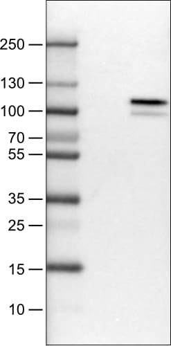 MMP-9 Antibody (CL0538) - Azide and BSA Free Western Blot: MMP-9 Antibody [NBP3-44015]