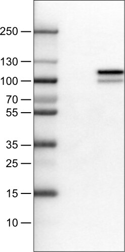 MMP-9 Antibody (CL0539) - Azide and BSA Free Western Blot: MMP-9 Antibody [NBP3-44016]