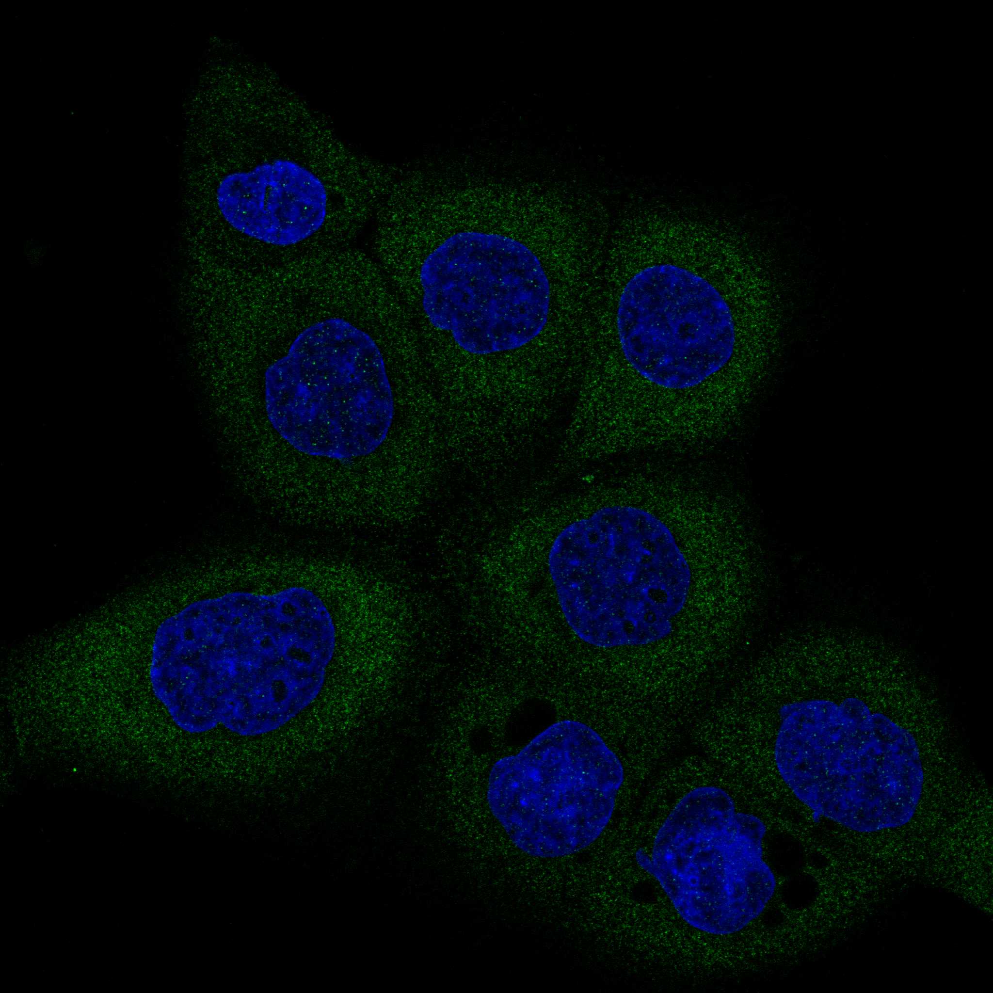 Dicer Antibody (CL0378) - Azide and BSA Free Immunocytochemistry/ Immunofluorescence: Dicer Antibody [NBP3-44018]