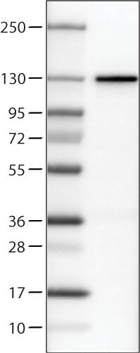 CTCF Antibody (CL0304) - Azide and BSA Free Western Blot: CTCF Antibody [NBP3-44025]