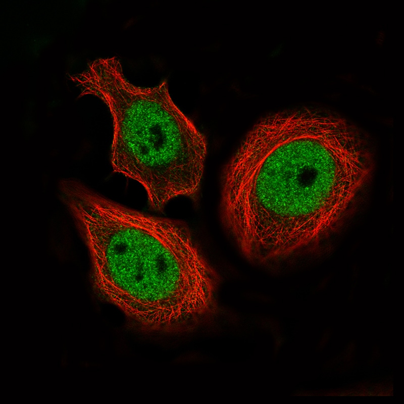 CTCF Antibody (CL0304) - Azide and BSA Free Immunocytochemistry/ Immunofluorescence: CTCF Antibody [NBP3-44025]