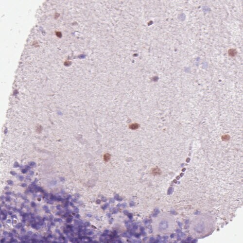 Secretagogin Antibody (CL0271) - Azide and BSA Free Immunohistochemistry-Paraffin: Secretagogin Antibody [NBP3-44030]
