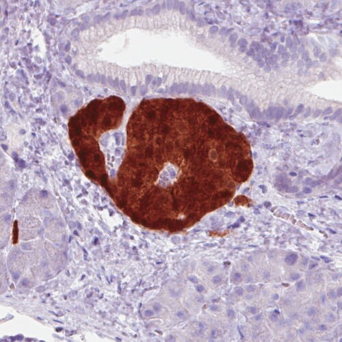 Secretagogin Antibody (CL0271) - Azide and BSA Free Immunohistochemistry-Paraffin: Secretagogin Antibody [NBP3-44030]