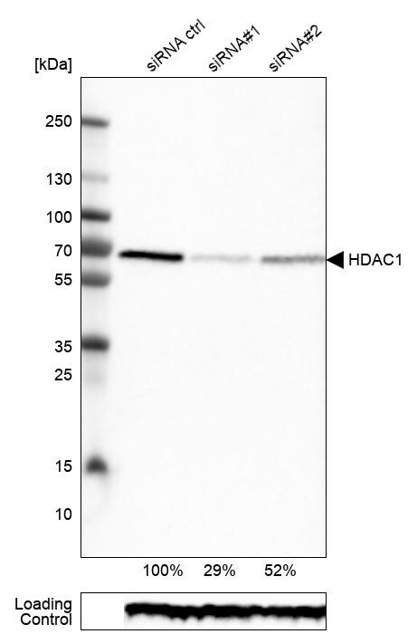 HDAC1 Antibody (CL0510) - Azide and BSA Free Western Blot: HDAC1 Antibody [NBP3-44032]