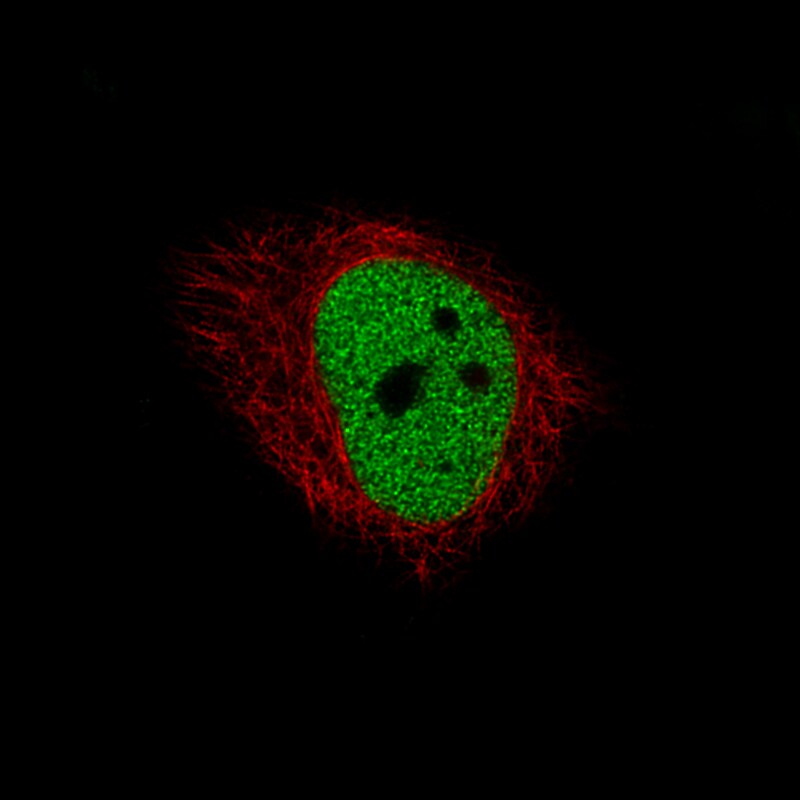 HDAC1 Antibody (CL0510) - Azide and BSA Free Immunocytochemistry/ Immunofluorescence: HDAC1 Antibody [NBP3-44032]