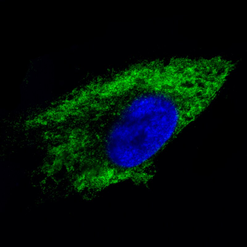 Metadherin Antibody (CL0401) - Azide and BSA Free Immunocytochemistry/ Immunofluorescence: Metadherin Antibody [NBP3-44033]