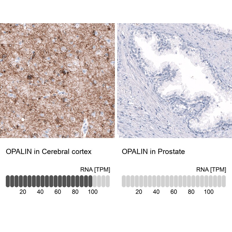 OPALIN Antibody (CL11144) - Azide and BSA Free Immunohistochemistry-Paraffin: OPALIN Antibody [NBP3-44037]