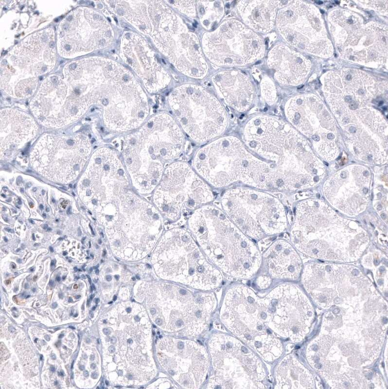 OPALIN Antibody (CL11144) - Azide and BSA Free Immunohistochemistry-Paraffin: OPALIN Antibody [NBP3-44037]
